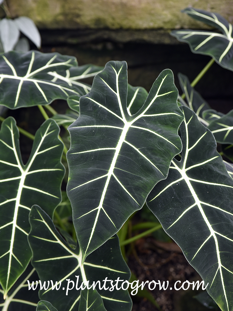 Green on sale velvet alocasia